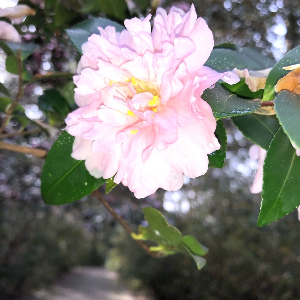 I ship in 1-2 days.   🚫Smoke free home